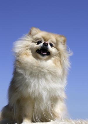 シロアリ駆除ならアサンテ｜即日対応可能・土日祝も対応で安心のサービス