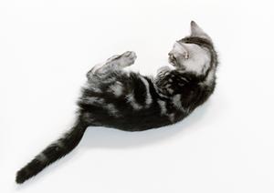 愛犬・愛猫のための療法食完全ガイド：健康維持と選び方のポイントとは